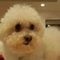White curly dog looking curious indoors