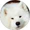 Fluffy white dog portrait on dark background